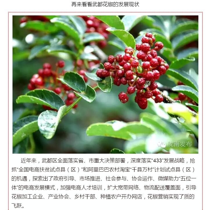 5.28億！一場盛會，武都花椒“火”了