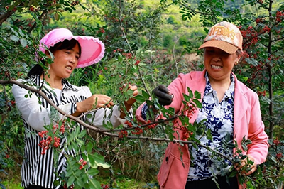 2019武都花椒產(chǎn)銷(xiāo)對(duì)接(電商)洽談會(huì)在階州廣場(chǎng)隆重開(kāi)幕~