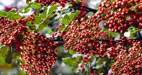 2019武都花椒產(chǎn)銷(xiāo)對(duì)接(電商)洽談會(huì)在階州廣場(chǎng)隆重開(kāi)幕~